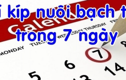 Nuôi bạch thủ trong khung 7 ngày bí quyết chơi không nên bỏ qua